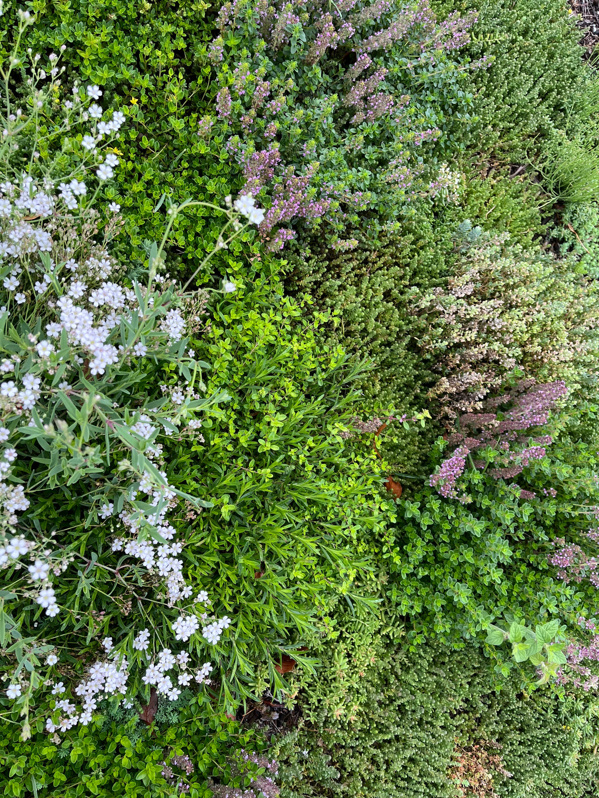 Sedum - Kräuter Biodiversität Matte 1m x1m