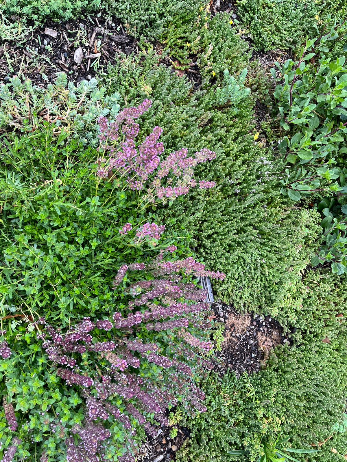 Sedum - Kräuter Biodiversität Matte 1m x1m