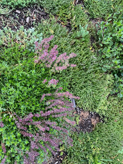 Sedum - Kräuter Biodiversität Matte 1m x1m
