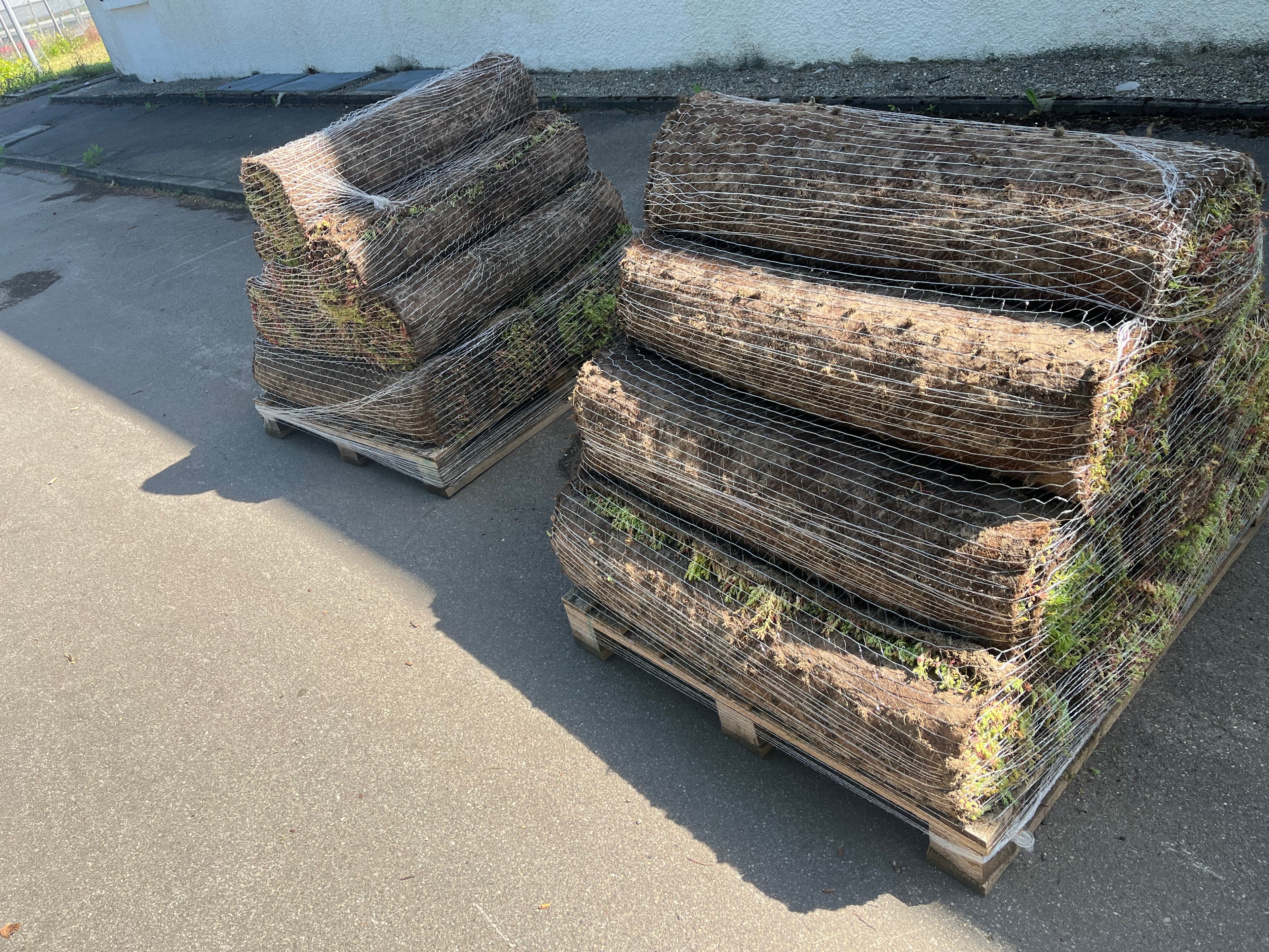 Sedum Vegetationsmatte für PV/Gründach