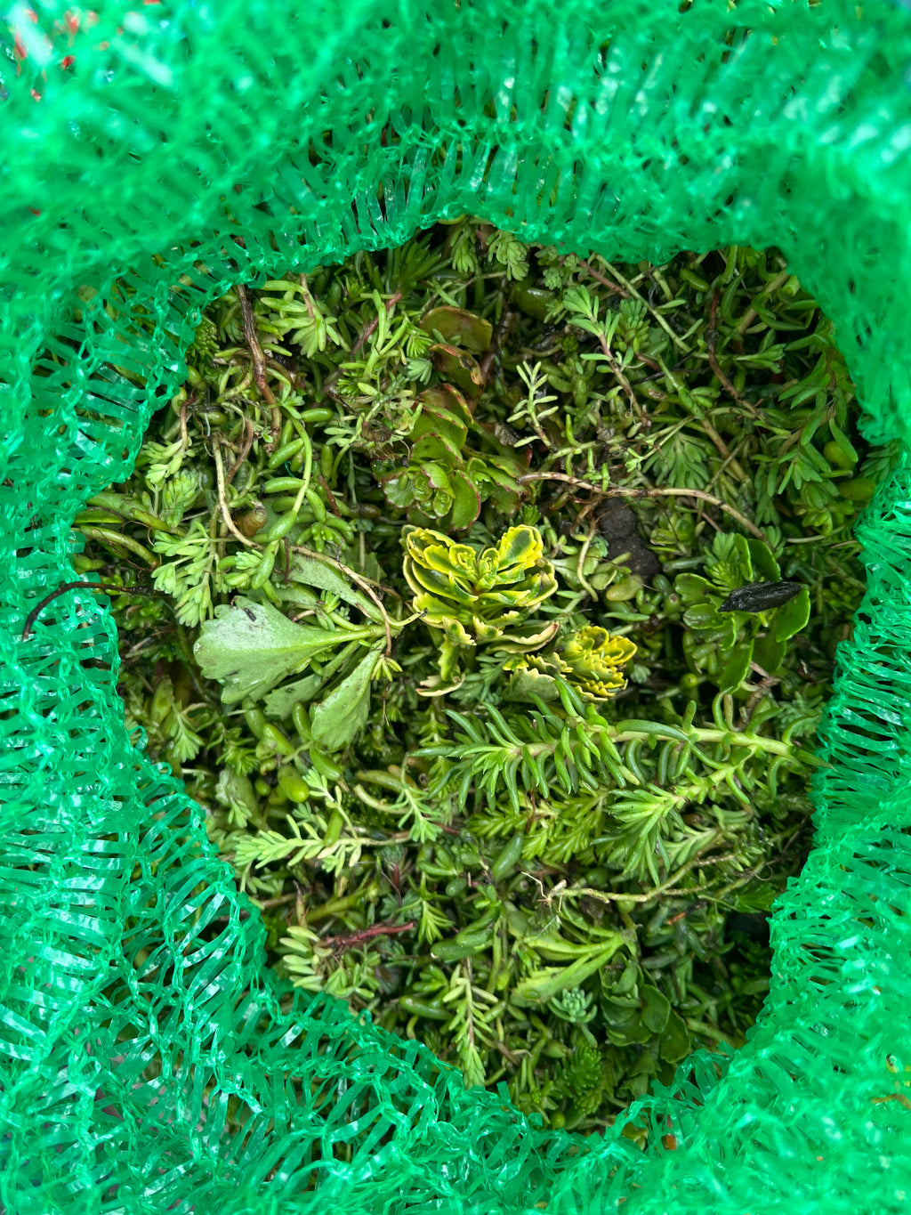 Premium Sedum-Sprossen nach Maß – Deine Arten-Wunsch-Zusammenstellung