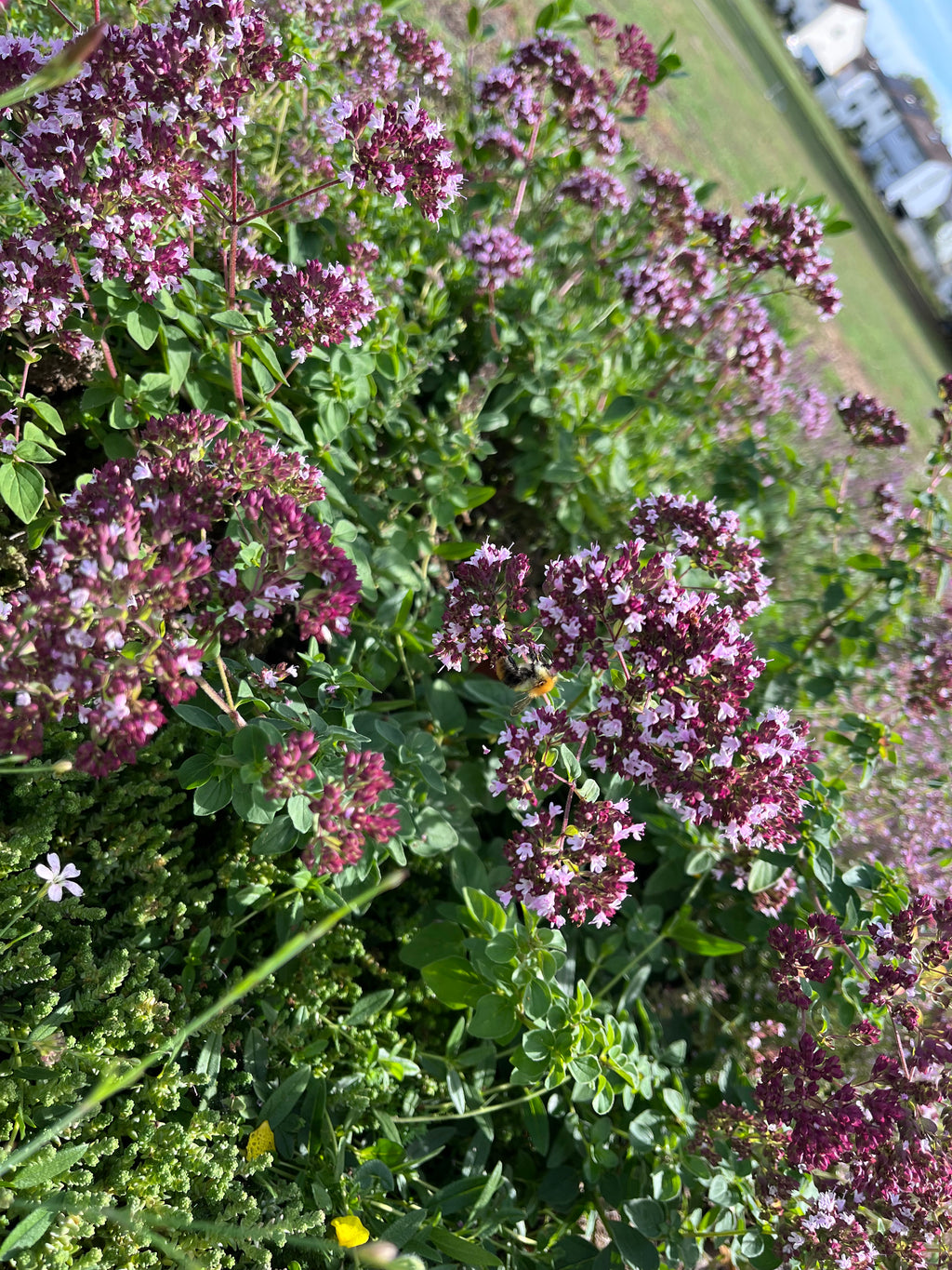Sedum - Kräuter Biodiversität Matte 1m x1m