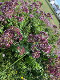 Sedum - Kräuter Biodiversität Matte 1m x1m
