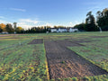 Sedum Big Roll / Erosionsschutzmatte 2m x 5m