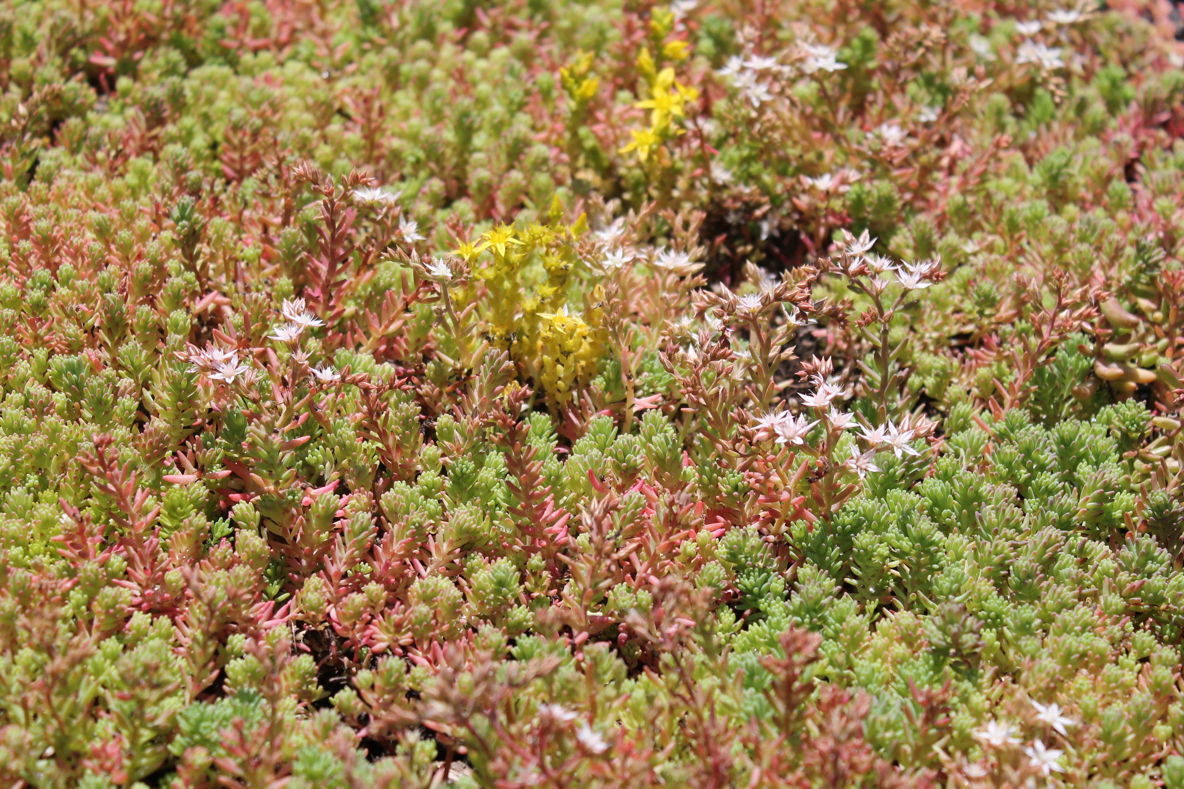 CitySedum