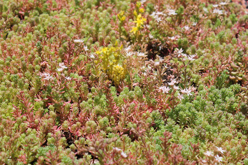 CitySedum