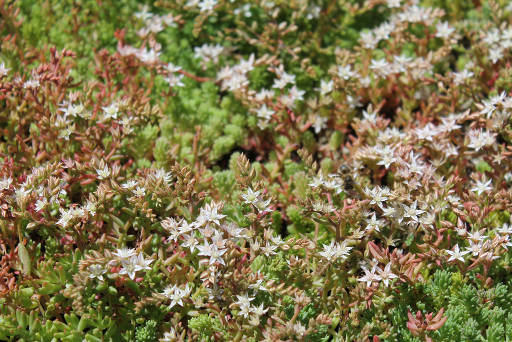 CitySedum