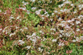 CitySedum