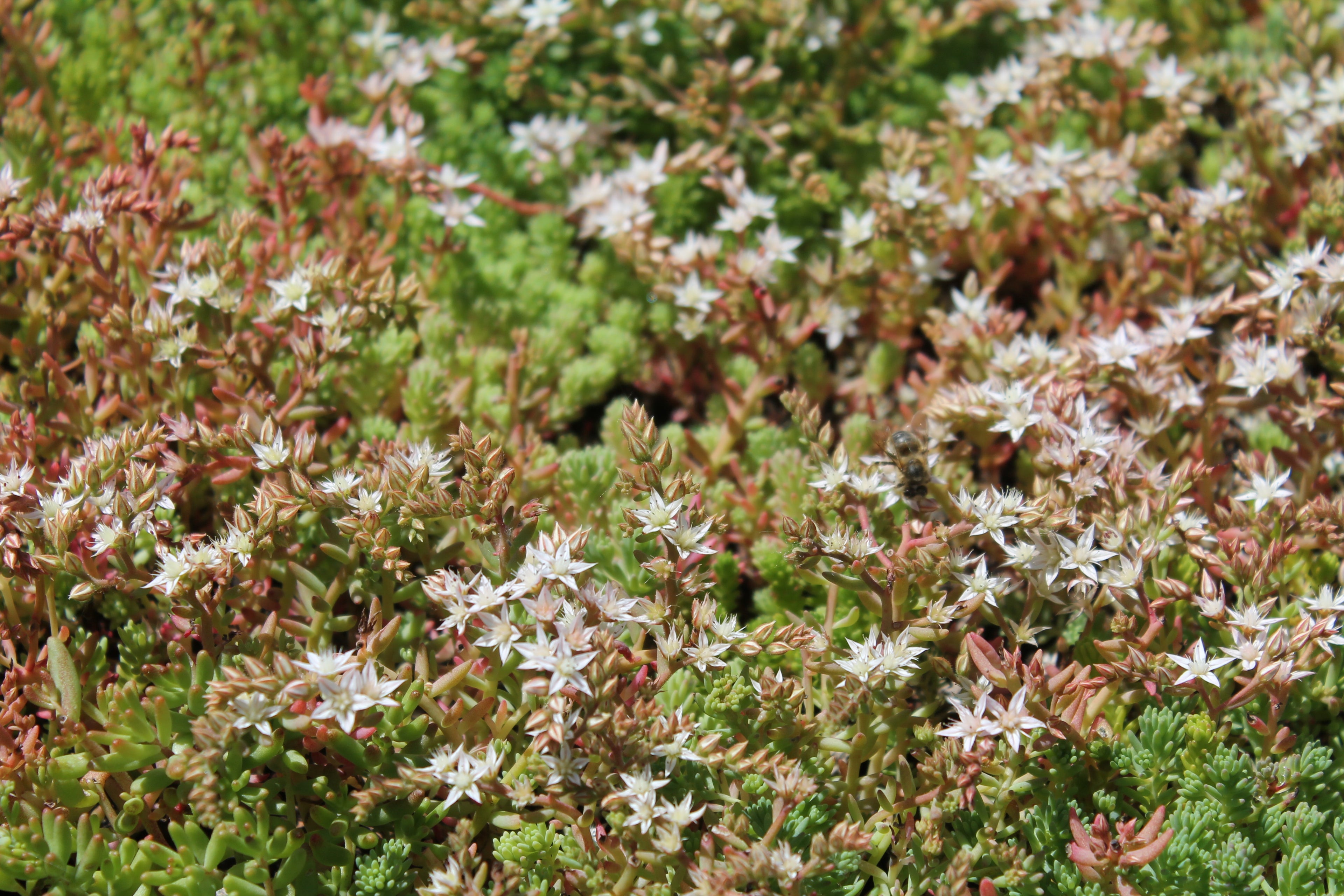 CitySedum